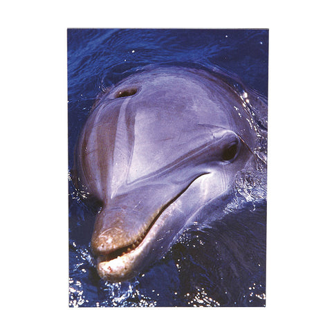 Dolphin Flexi Magnet