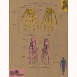 30-Second Anatomy hand bones page