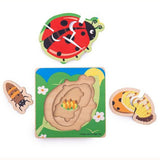 Life cycle layer puzzle ladybird, board with pieces displayed