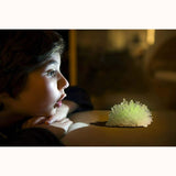 Crystal Science - Kidzlabs, child amazed by crystal formation 