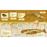 The Secret Life Of Whales (Hardback), skeletons spread