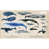 The Secret Life Of Whales (Hardback) different kinds spread