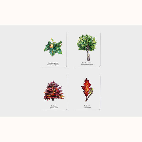 Match A Leaf - A Tree Memory Game, 2 pairs of sample cards 
