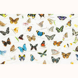 Butterfly Wings - A Matching Game, cards displayed