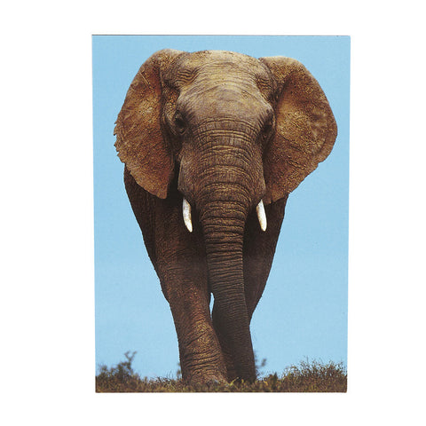 Elephant Flexi Magnet