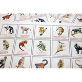 monkey bingo close up of cards